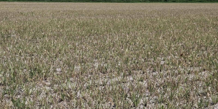 Barbabietole sotto attacco, un bruco rischia di vaporizzare i raccolti