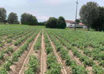 La scalata dei giovani agricoltori. Naletto a Dolo: “scelto dalla terra”