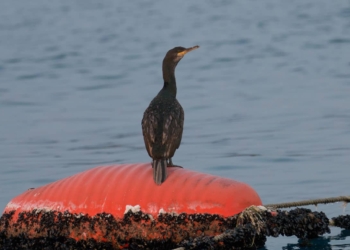 Chi protegge la Laguna dagli uccelli protetti?