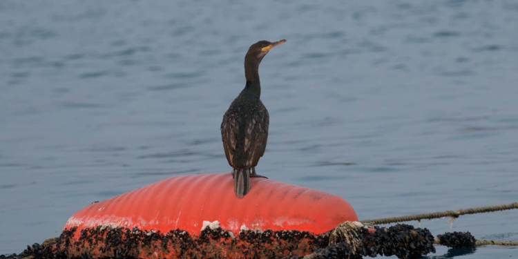 Chi protegge la Laguna dagli uccelli protetti?