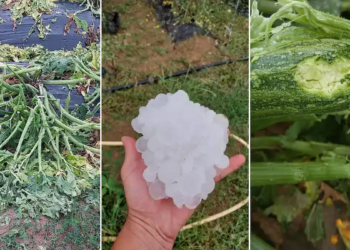 Grandine nella marca e nel vicentino. Tecnici Condifesa TVB al lavoro