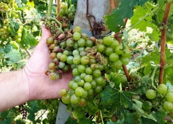 Montebello e Gambellara: danni ai vigneti per 800mila euro