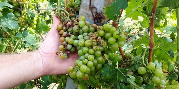 Montebello e Gambellara: danni ai vigneti per 800mila euro