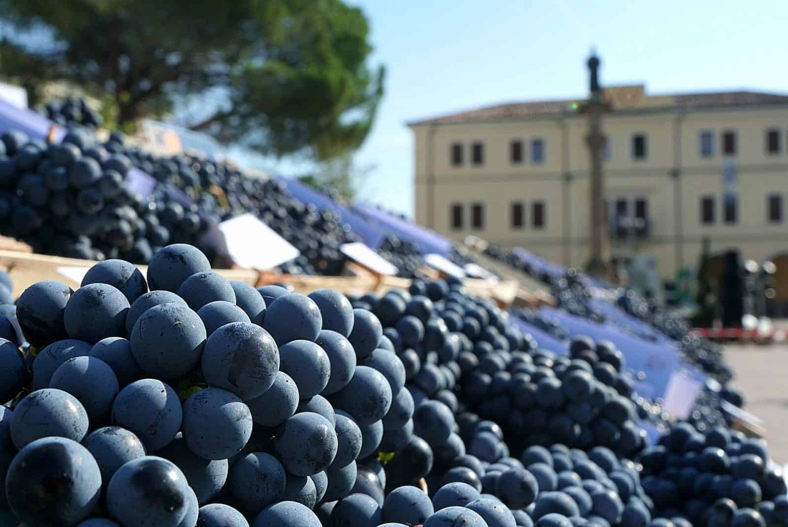 Torna la Festa dell’Uva di Vo’, dal 19 al 21 settembre 2025