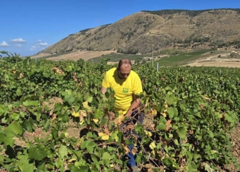 Passador su vendemmia 2025