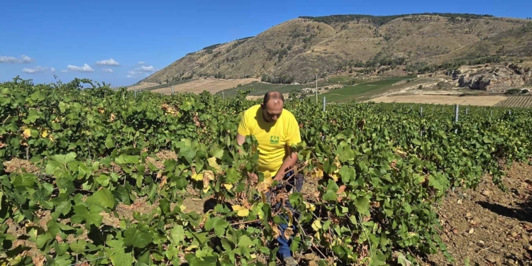 Passador su vendemmia 2025