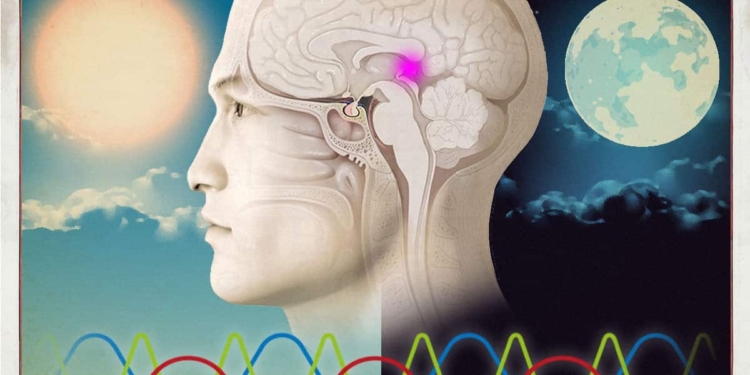 Ritmi biologici e ritmi tecnologici