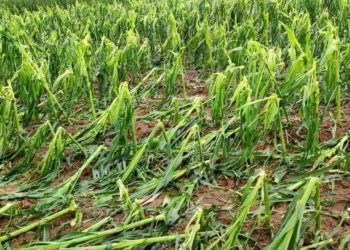 Il maltempo presenta il conto agli agricoltori: 2,5 milioni di danni