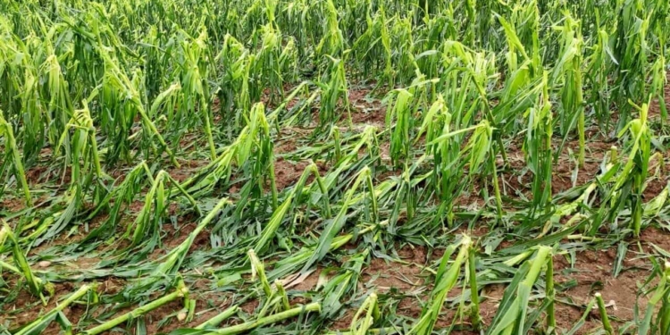 Il maltempo presenta il conto agli agricoltori: 2,5 milioni di danni