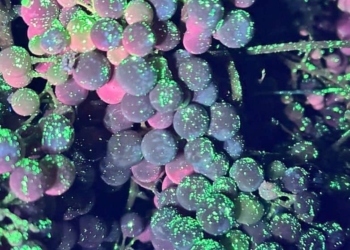 Maltempo: danni ai vigneti a Sarego, Lonigo e Val Liona