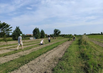 Cristina l’archicoltrice e  la “Campagna felice”
