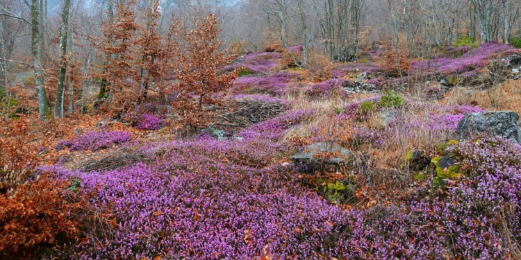 Chies e le sue montagne sempre più grande evento