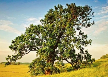 Parole del vissuto: fratellanze