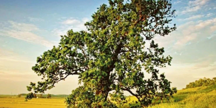 Parole del vissuto: fratellanze