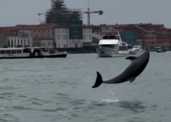 Il Delfino birichino che vive in Bacino