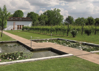 Nasce la foresta Bottega: vini e distillati per la sostenibilità ambientale