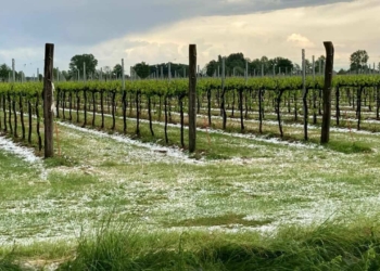 Sinistri 2025: liquidazioni anticipate a novembre a vantaggio dei soci