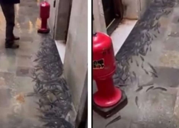 Vola di tutto a Venezia, anche i pesci….