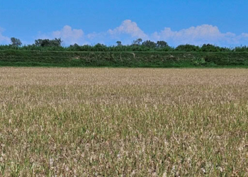 Bietole, nel 2025 prodotte 11 tonnellate di saccarosio/ettaro alla Frassina