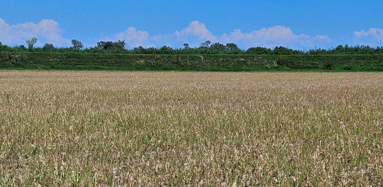 Bietole, nel 2025 prodotte 11 tonnellate di saccarosio/ettaro alla Frassina