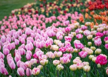 Quando il tulipano soffoca il paese Sigurtà ai ripari regola le visite