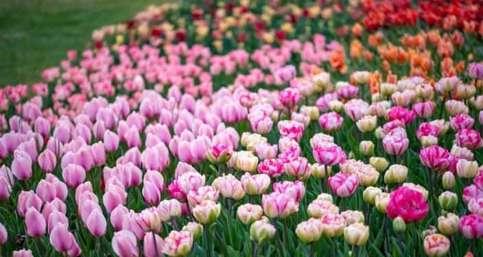 Quando il tulipano soffoca il paese Sigurtà ai ripari regola le visite