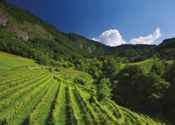 Bottega prosegue la collaborazione con Treedom