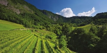 Bottega prosegue la collaborazione con Treedom