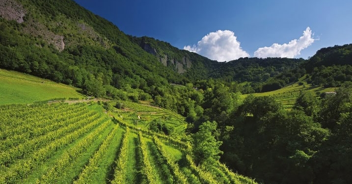 Bottega prosegue la collaborazione con Treedom