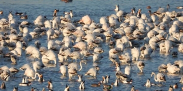 C’è l’Atlante degli uccelli che nidificano a Venezia