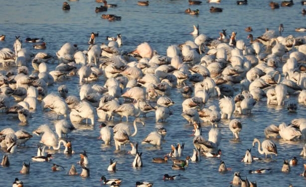 C’è l’Atlante degli uccelli che nidificano a Venezia