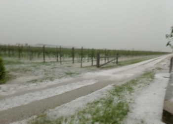 Grandine sul Veneto orientale, danni a vigneti e mais