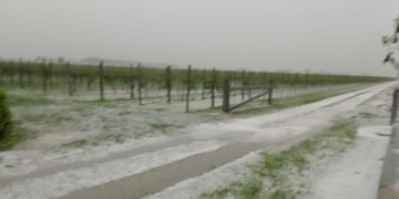 Grandine sul Veneto orientale, danni a vigneti e mais