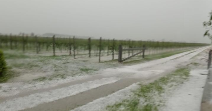 Grandine sul Veneto orientale, danni a vigneti e mais
