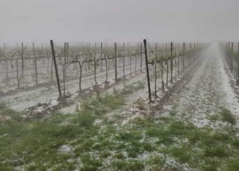 Piogge e grandine sul Veneto. Il timore degli agricoltori