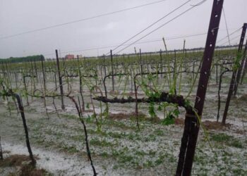 Grandine nel Veneto orientale: “Per i vigneti perdite di produzione fino al 100% e compromessa anche la stagione 2027”