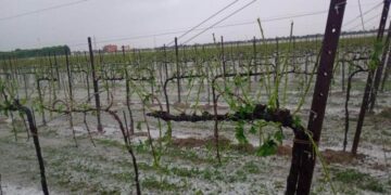 Grandine nel Veneto orientale: “Per i vigneti perdite di produzione fino al 100% e compromessa anche la stagione 2027”