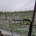 Grandine nel Veneto orientale: “Per i vigneti perdite di produzione fino al 100% e compromessa anche la stagione 2027”