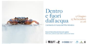 Venezia racconta il respiro della laguna: al museo di storia “Dentro e fuori dall’acqua. L’ambiente di marea dell’Alto Adriatico”