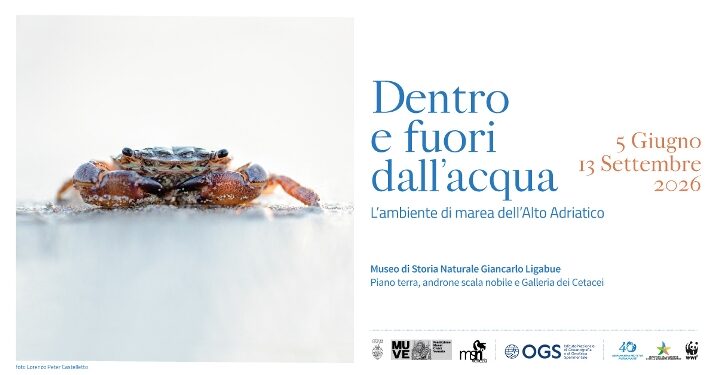 Venezia racconta il respiro della laguna: al museo di storia “Dentro e fuori dall’acqua. L’ambiente di marea dell’Alto Adriatico”