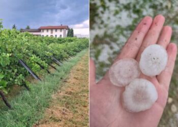 Maltempo. Grandine sui vigneti di Vallonto e Fontanelle. Nadal (Condifesa TVB): “Timore per la perdita di qualità del prodotto”