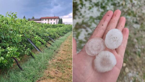 Maltempo. Grandine sui vigneti di Vallonto e Fontanelle. Nadal (Condifesa TVB): “Timore per la perdita di qualità del prodotto”