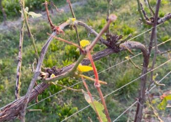 Agricoltura-Maltempo: Condifesa TVB anticipa un milione di euro di indennizzi alle aziende agricole colpite dalla grandine