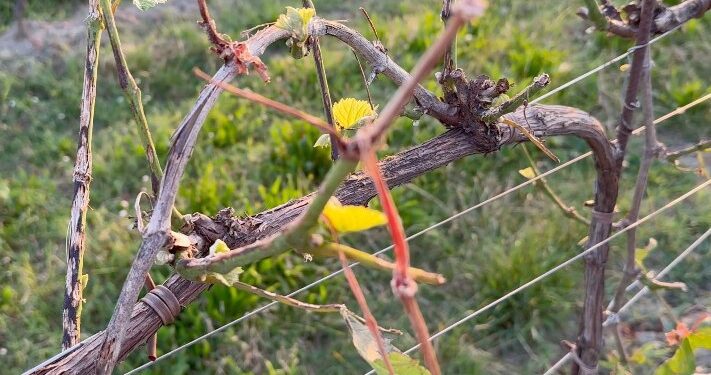 Agricoltura-Maltempo: Condifesa TVB anticipa un milione di euro di indennizzi alle aziende agricole colpite dalla grandine