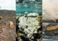 Proteggere la Terra non basta più, bisogna curarla con la Restoration Ecology