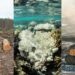 Proteggere la Terra non basta più, bisogna curarla con la Restoration Ecology