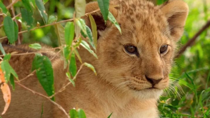 Su Disney “Lion” la storia vera di Kio da cucciolo a re