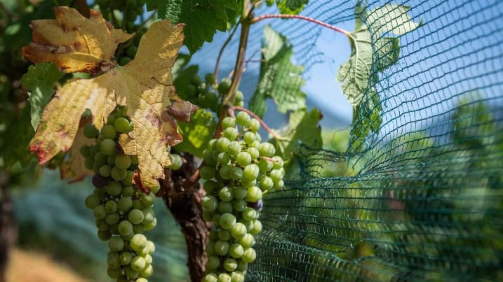 Vendemmia 2026: l’analisi di Franco Passador e Valerio Nadal