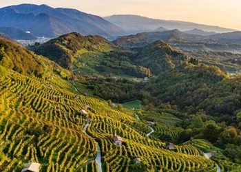 Siccità nei vigneti, parla Passador (Vivo Cantine): “non abbiamo sconfitto la siccità: abbiamo impedito che diventasse una crisi generalizzata”