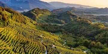 Siccità nei vigneti, parla Passador (Vivo Cantine): “non abbiamo sconfitto la siccità: abbiamo impedito che diventasse una crisi generalizzata”